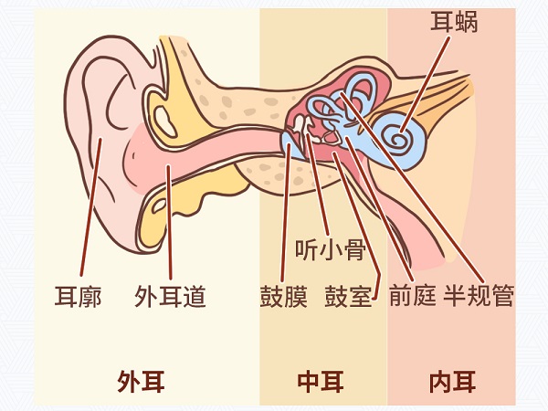 耳疼、耳闷、流脓--化脓性中耳炎的三大症状.jpg