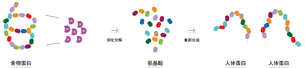 优质蛋白究竟“优”在哪儿3.png