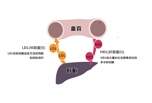 体检报告上的那些“血脂”指标2.png