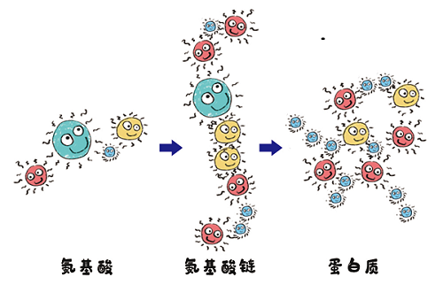 优质蛋白究竟“优”在哪儿.png