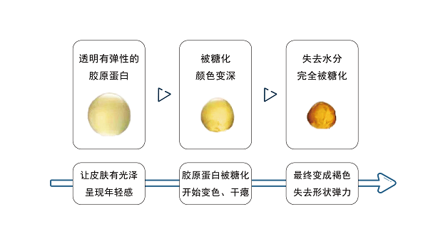 抗氧化和抗糖化1.png